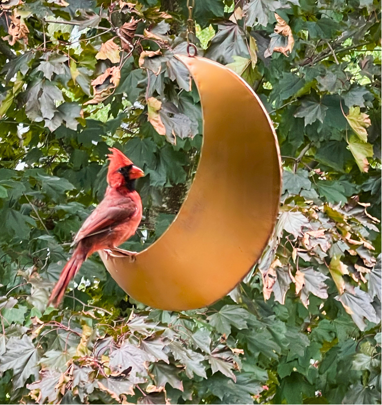 Hanging Moon Bird Feeders – Whimsical Celestial Fly-Through Outdoor Bird Feeder for Backyard Birding, Wild Bird Décor,Rustic Gold Oakadoaks