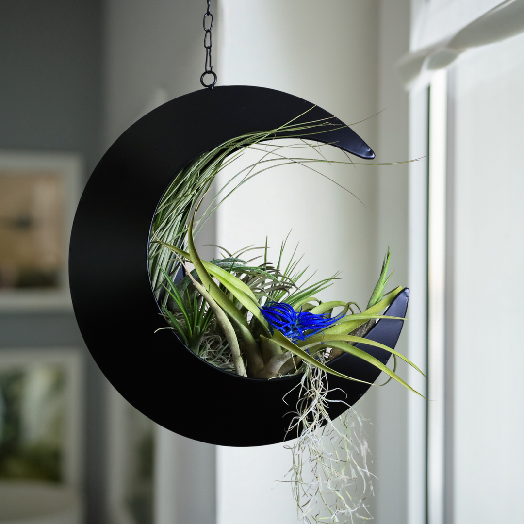 moon shaped hanging planter Hanging Crescent Moon Planter - Moon Room Decor